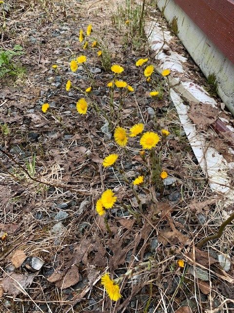 Beskyttet: Dagbruddet utforsker nærområdet