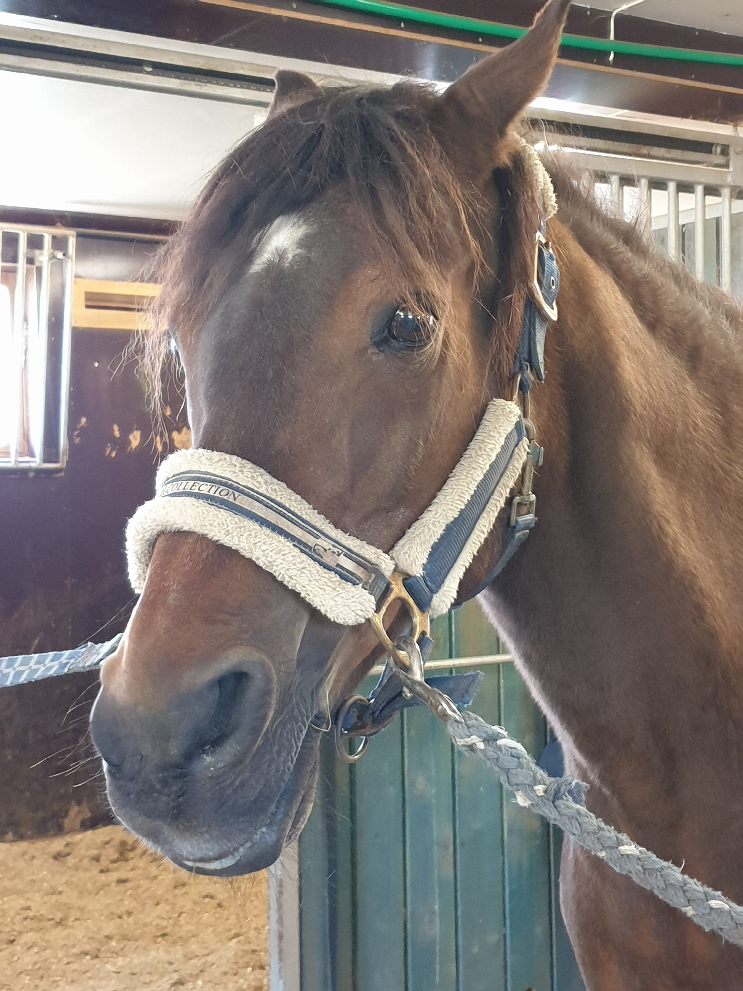 Beskyttet: Skolegruppa på stallbesøk