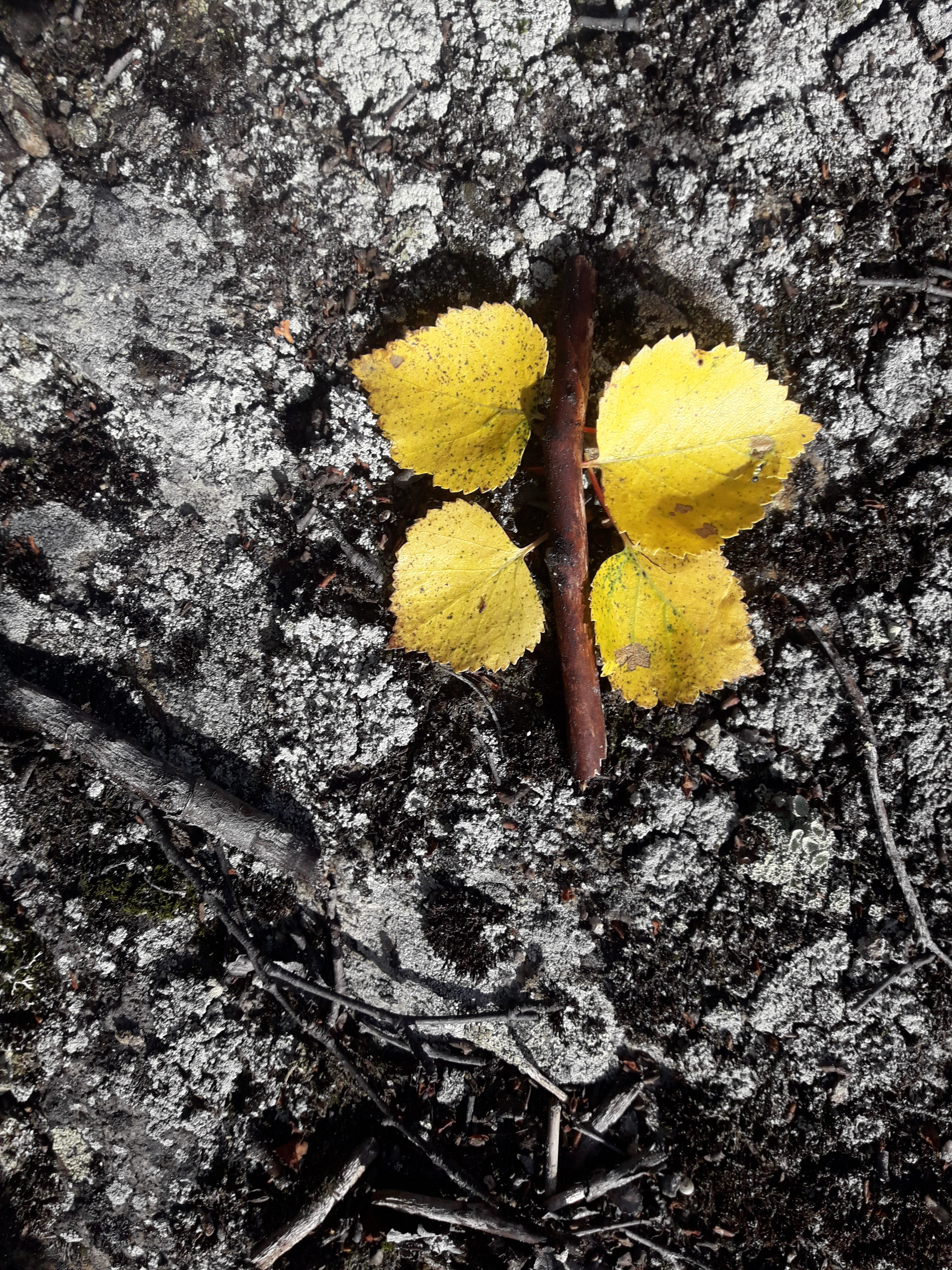 Beskyttet: Noen fra Dagbruddet på tur :)