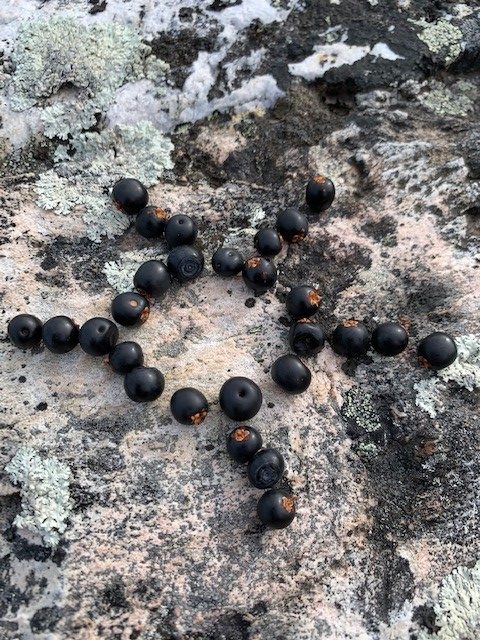 Beskyttet: Leo, Lukas, Aurora, Adele og Julie på tur :)