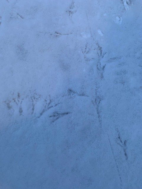 Beskyttet: Dagbruddet koser seg ute :)