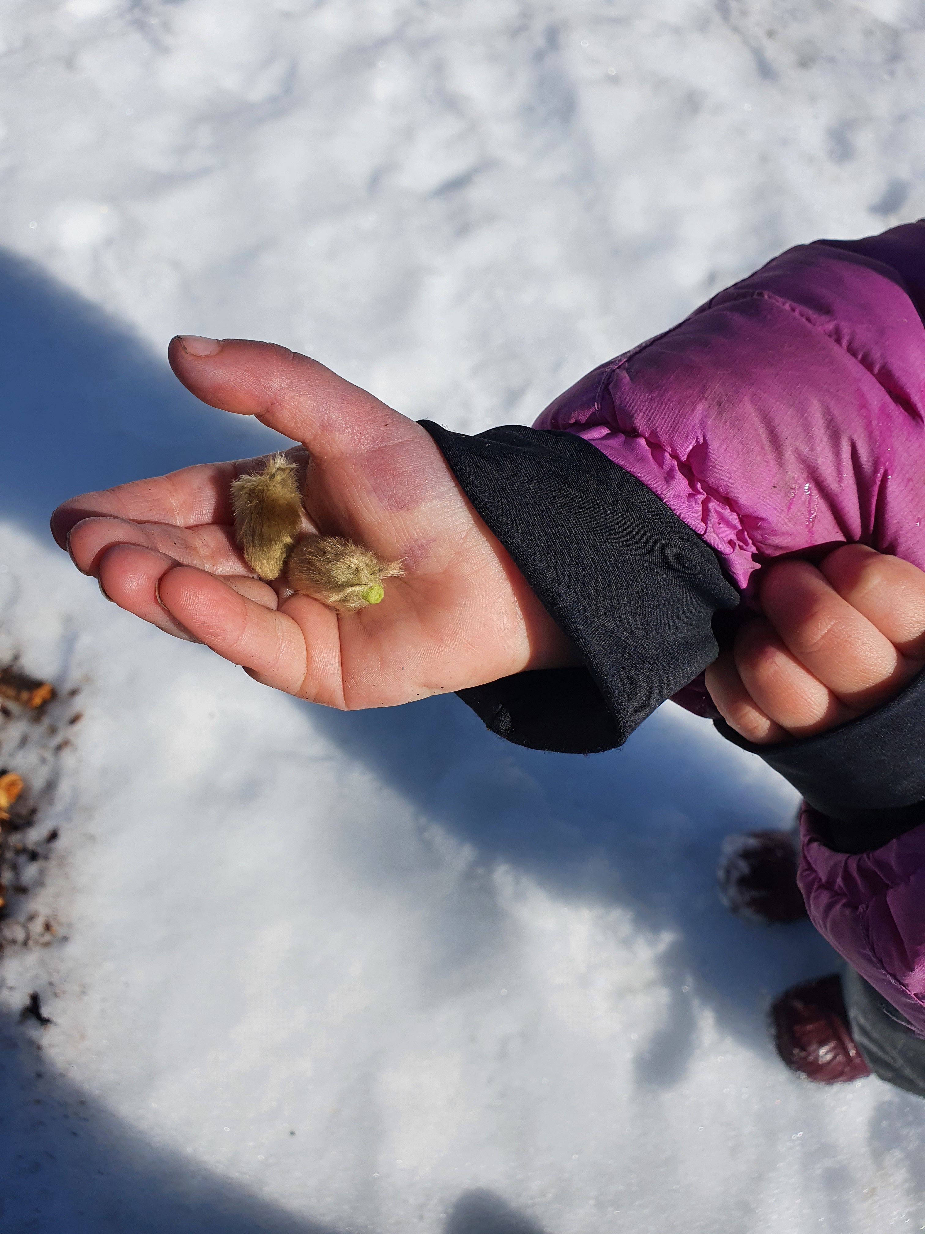 Beskyttet: Malmen finner vår-tegn