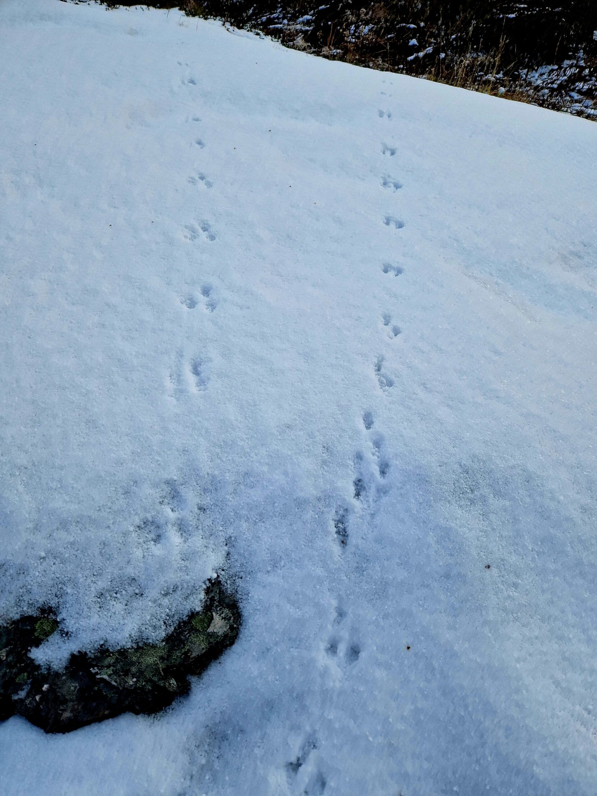 Beskyttet: Flere bilder fra fjell-tur med de største Malmen barna i dag :)